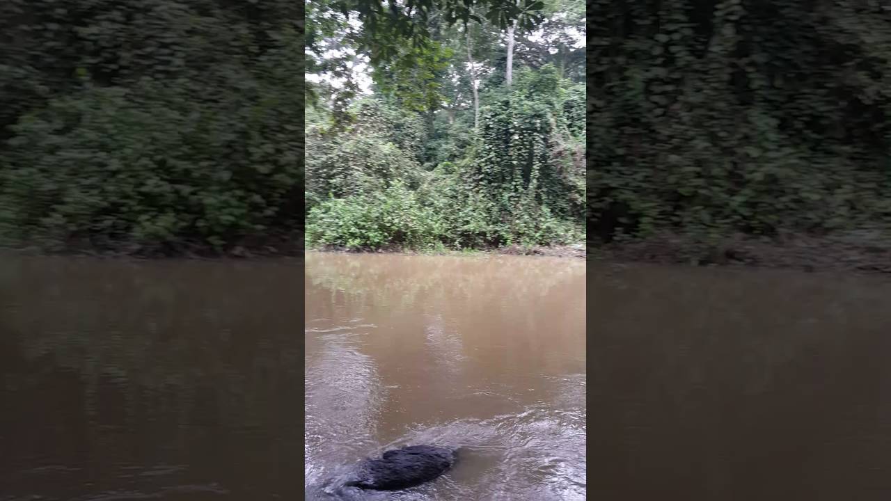 Osun River Osogbo Nigeria 2016