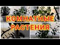 ВЛОГ : Комнатные растения🌹Домашняя роза в горшке Комнатная роза уход