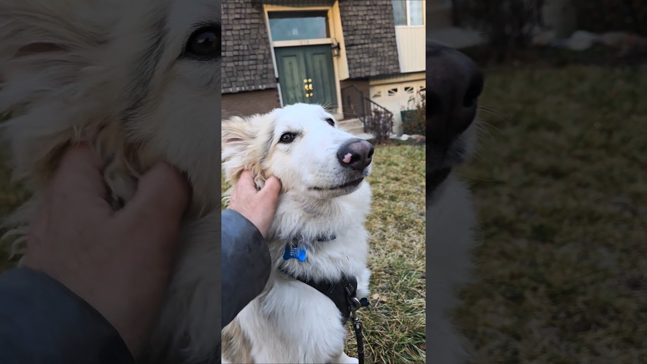 Сегодняшний вызов 🐶