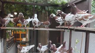 A Group Of Beautifull Choco Meulemans🍀☘️