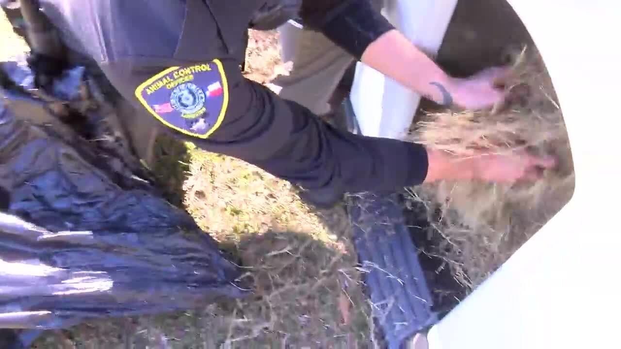 WebXtra: Expert advice on protecting pets as winter storm approaches East Texas