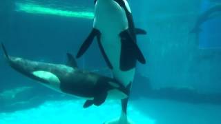 甘える赤ちゃんシャチ　リン （名古屋港水族館）