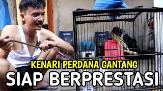 5 Hal Penting Persiapan Belajar Menggantangkan Burung Kenari Supaya Juara