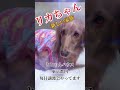 ととのんハウスから我が家に来たりかちゃん