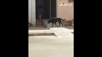 أين رئيس جماعة تسلطانت مراكش ساكنة جنانات الشريفية تعاني من الكلاب المسعورة 