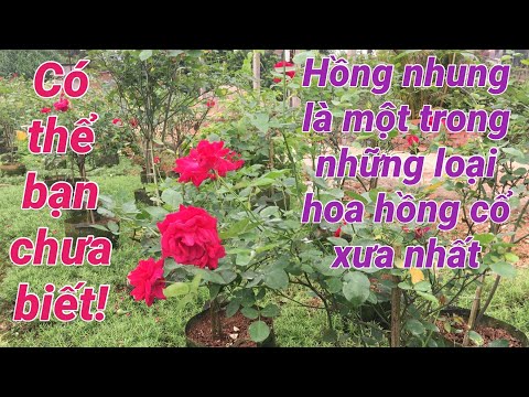 Video Hồng nhung ta là một trong những loại hoa hồng cổ xưa... - youtube