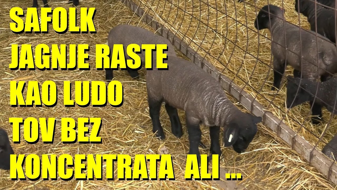 SAFOLK ovca - NAJVEĆI PRIRAST JAGNJADI - rastu kao LUDA - ali šta je važno da znate ?