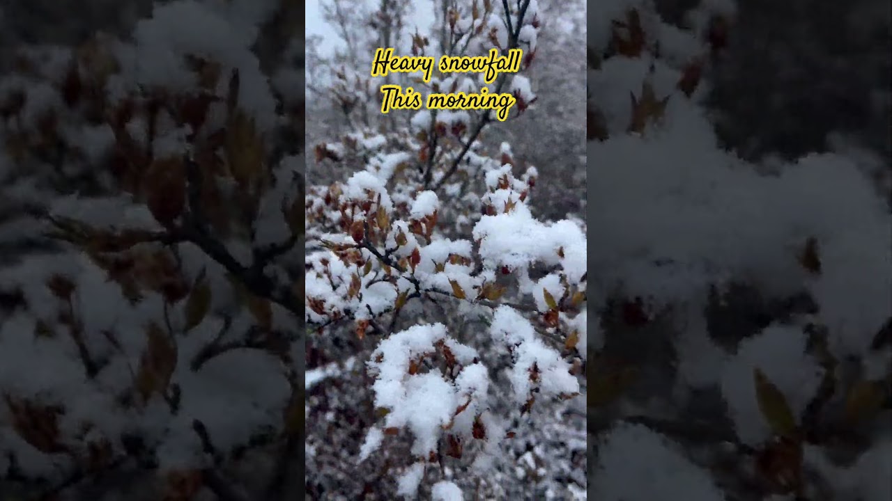 Snowfall in Nagano #asmrsounds #NaturesSounds #TheRealSnowhite #Japan