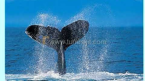 قراءة عطرة من سورة ابراهيم للمقرئ رشيد الغزواني رحمه الله