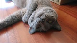 Милая серая кошка/кошка и чемодан/кошка/Russian blue cat/The Best Cute and Funny Cat Videos