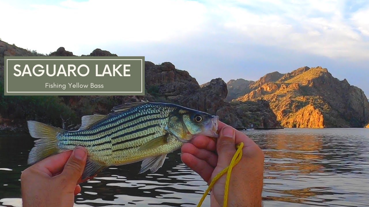 Kayak Fishing Saguaro Lake // Yellow Bass YouTube