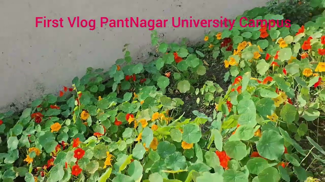 First Vlog Pantnagar Universitymusic  @TSeriesBhaktiSagar @HYBELABELS @sportsnation @Chikulifevlogs 