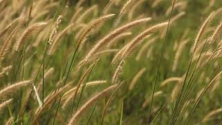 Serene Sanctuary: Deep Meditation Music for Inner Peace and Relaxation