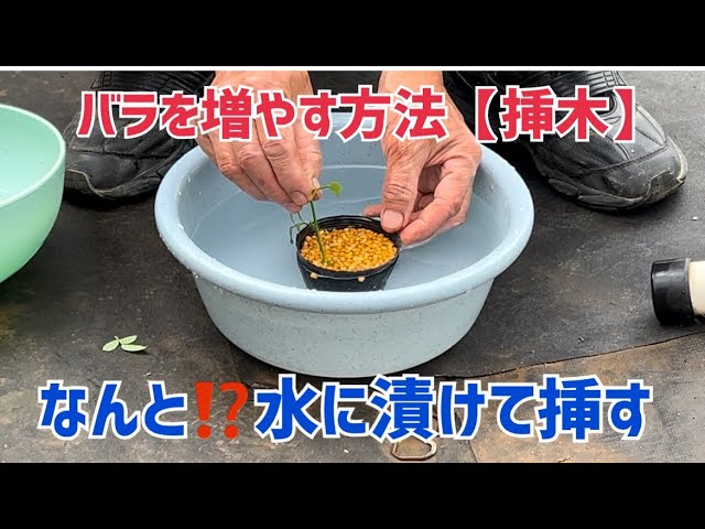 バラを増やす方法【挿木】 - YouTube