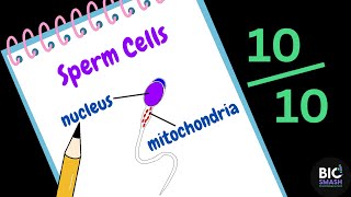 Human Reproduction Explained | GCSE Biology: Sperm, Egg, Embryo & Fetus Revision