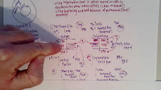 ACCT 3313 - Module 3, part 2 (Case #2 from Module 3 problem set) Net Worth