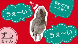 【ノリがおかしい】クリスマス前のヨウムのずぅちゃん…と、ついでにその母。