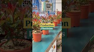Comment sont produits nos photinias ?