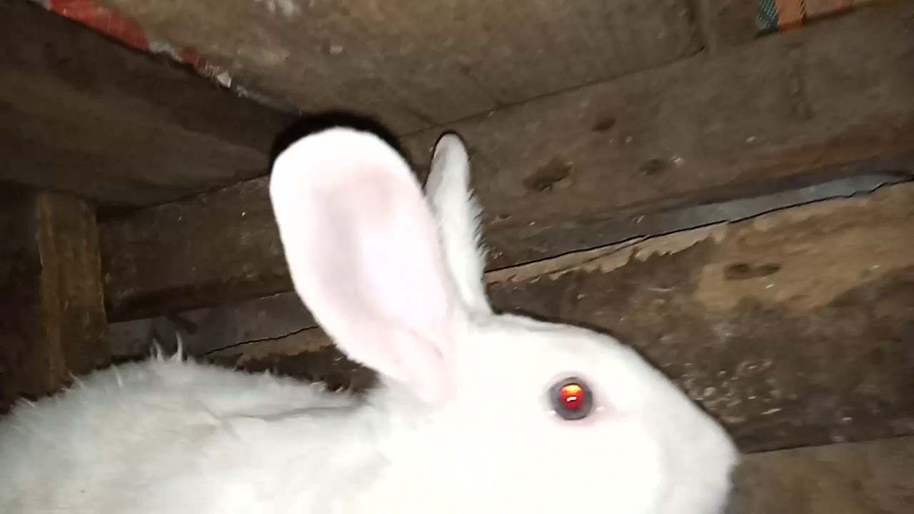 RABBIT FARMING NewZealand Black Eye White Rabbit YouTube