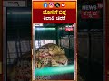 Cheeta Caught At Mandya | ಬೋನಿಗೆ ಬಿದ್ದ ಕಿಲಾಡಿ ಚಿರತೆ | N18S