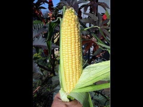Как я выращиваю кукурузу