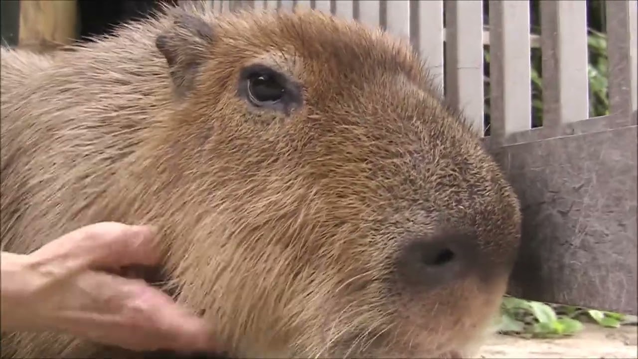 みんなで入浴 カピバラ温泉～桶風呂～始めました！ 2017.12.5（埼玉県