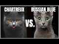 Chartreux Cat VS. Russian Blue Cat の動画、YouTube動画。