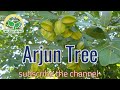 Arjun tree || Terminalia arjuna || @KhetiBadiTV