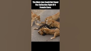 The Male Lion Could Not Stand The Collective Fight Of 6 Female Lions. #short #Animal Secrets #animal
