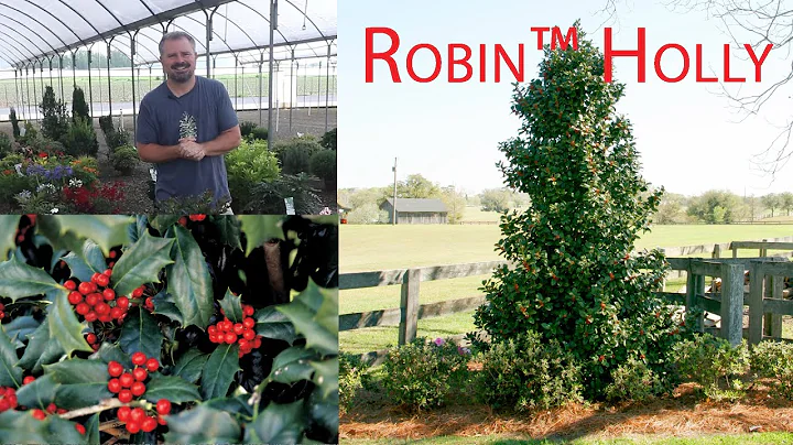 Robin Holly - Fast Growing Screening Plant