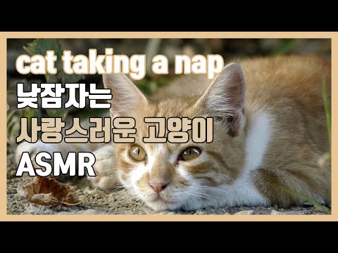 낮잠자는 사랑스러운 고양이 | 새소리 , 벌레소리 , 백색소음 , 수면음악