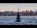Humpback Whale Sighting Off New York Harbor