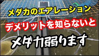 エアレーションは正しく使用して効果を発揮します【メダカ】