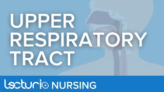 Upper Respiratory Tract Anatomy | Anatomy & Physiology for Nurses