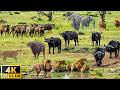 4K African Wildlife Nechisar National Park Ethiopia Scenic Wildlife Film With African Music 4K African Wildlife Nechisar National Park Ethiopia Scenic Wildlife Film With African Music