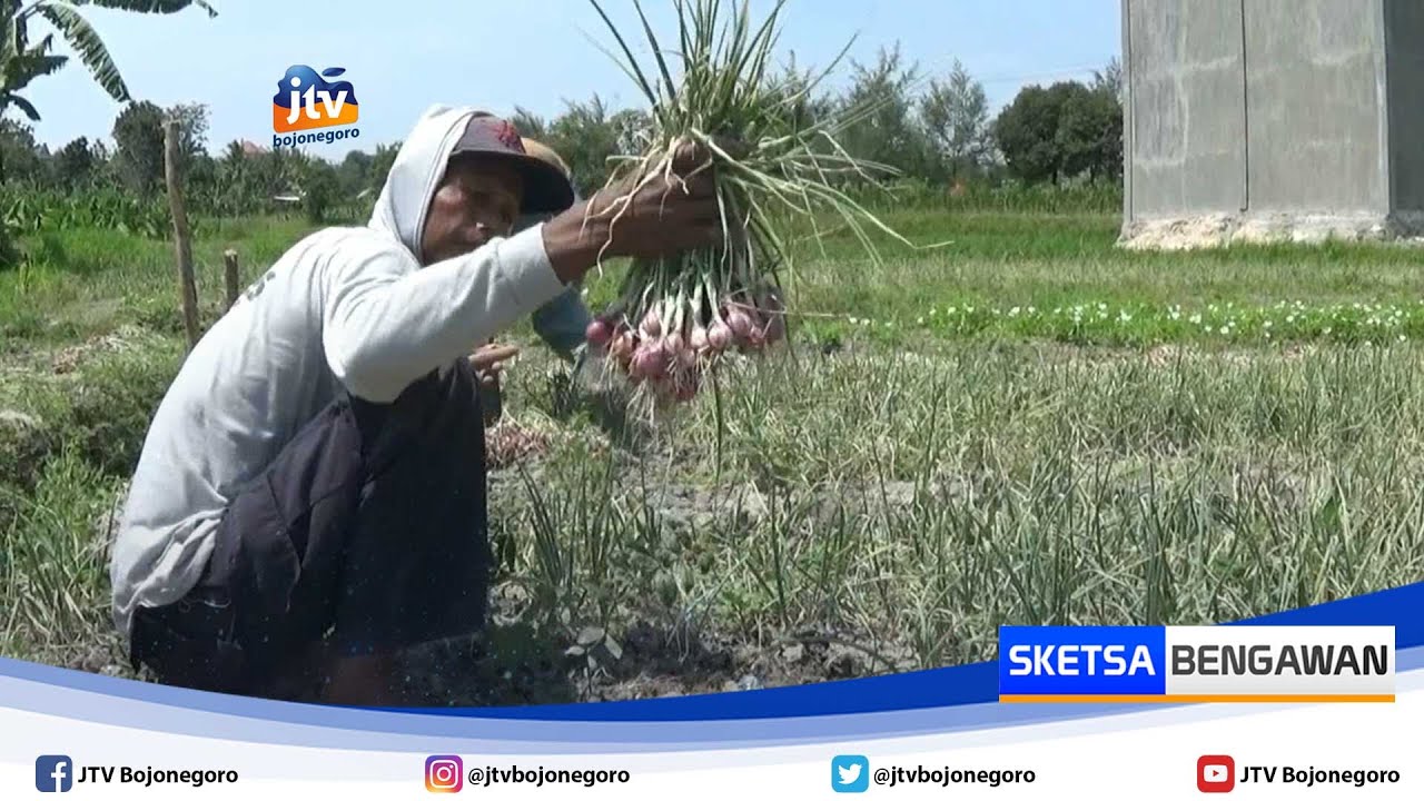 Petani Di Tuban Sukses Budidaya Bawang Merah Di Musim Kemarau 