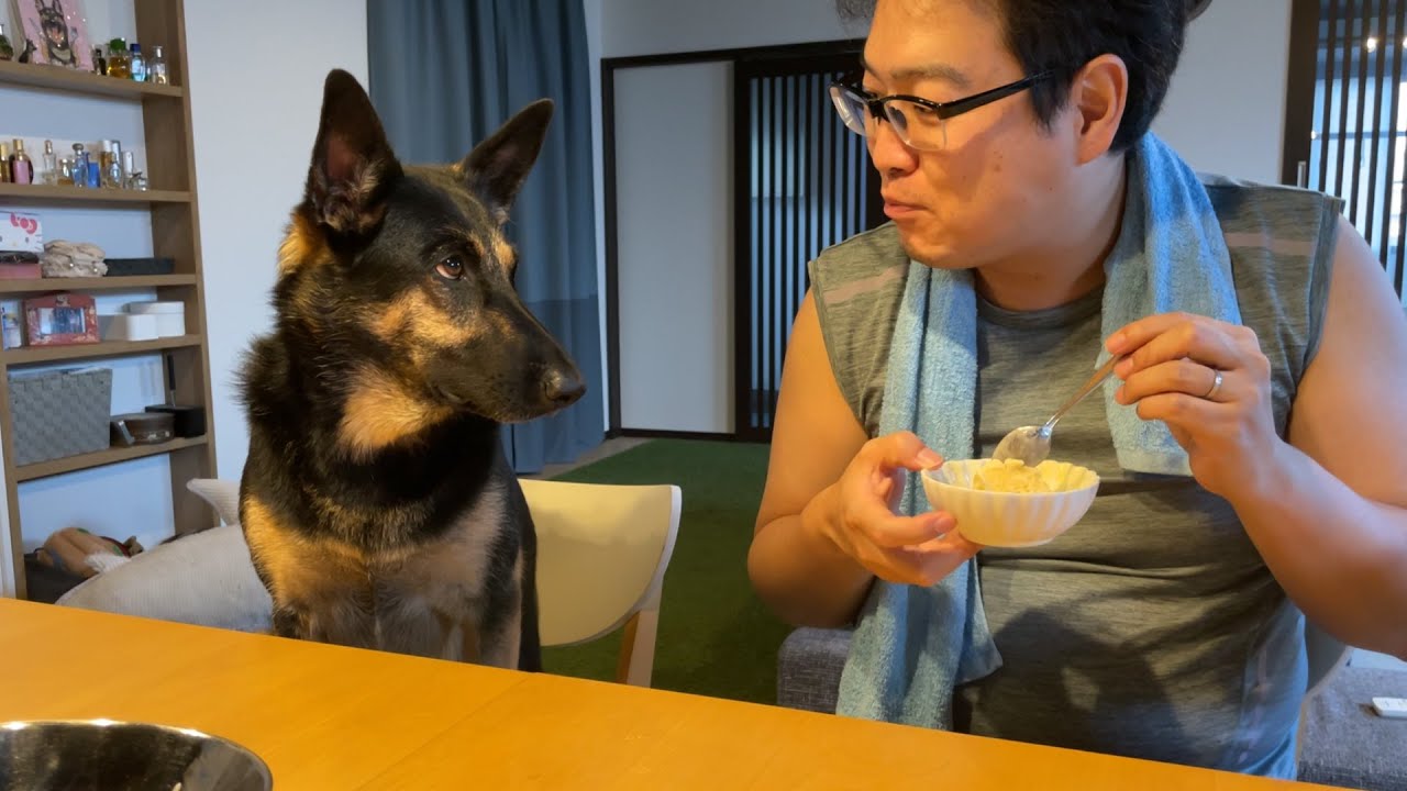 愛犬と一緒にアイスクリーム作って食べたら楽しすぎた！【ジャーマンシェパード】