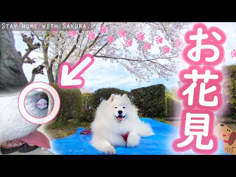 自宅でお花見をするサモエドさくら