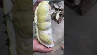 Hurry up durian season is waiting you! #travel #durian #fruit #amazingfruits #subscribers #durian