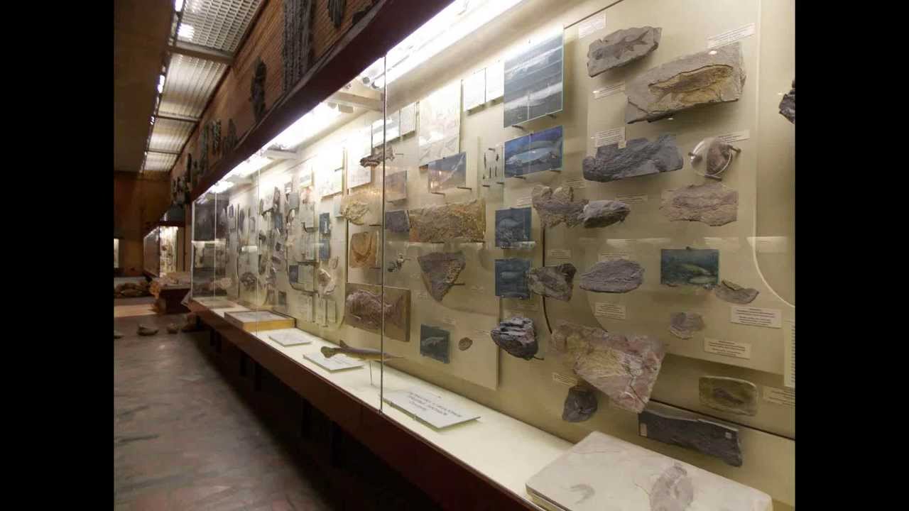 Московский палеонтологический музей им. Ю.А. Орлова - YouTube