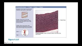 Part 3, Connective Tissues, 13 min