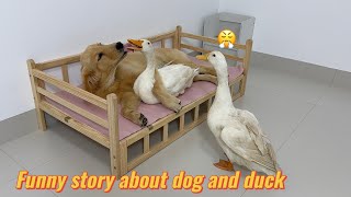 funny golden retriever took the male duck home to make friends,which made the mother duck very angry