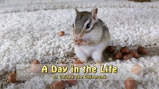 'A Day In The Life' of Chippy the Chipmunk