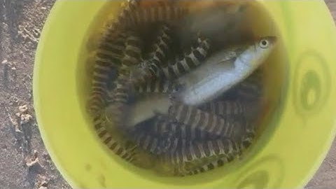 Đi Bắt Tôm Tích Tại Biển Đồi Nhái | Độc Lạ Vũng Tàu