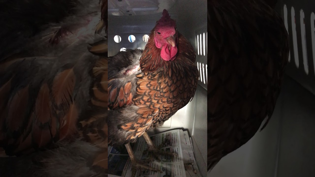 My Coughing Chicken YouTube