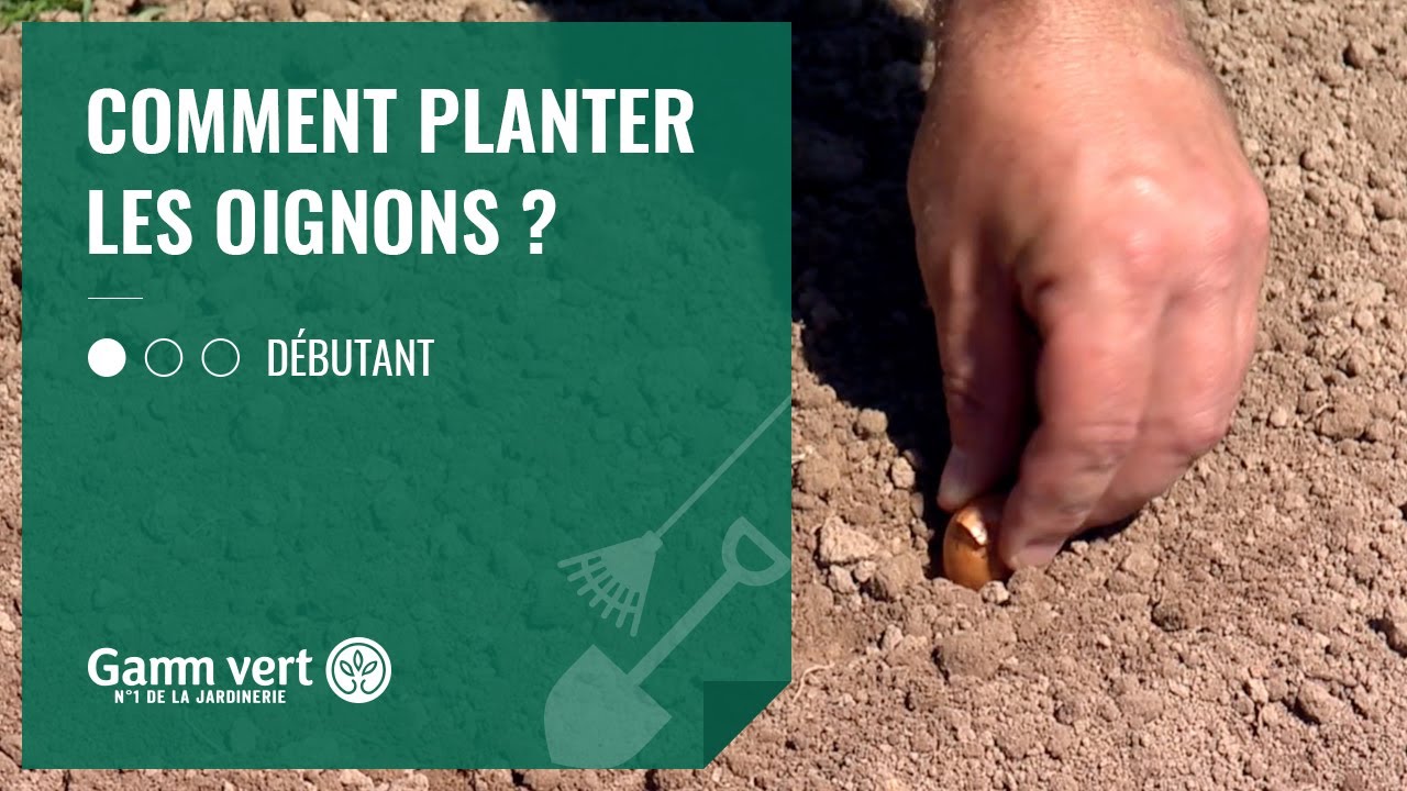 [TUTO] Comment planter les oignons?  Jardinerie Gamm vert