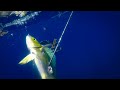 Spearfishing 47 Mile Offshore | Morant Cays