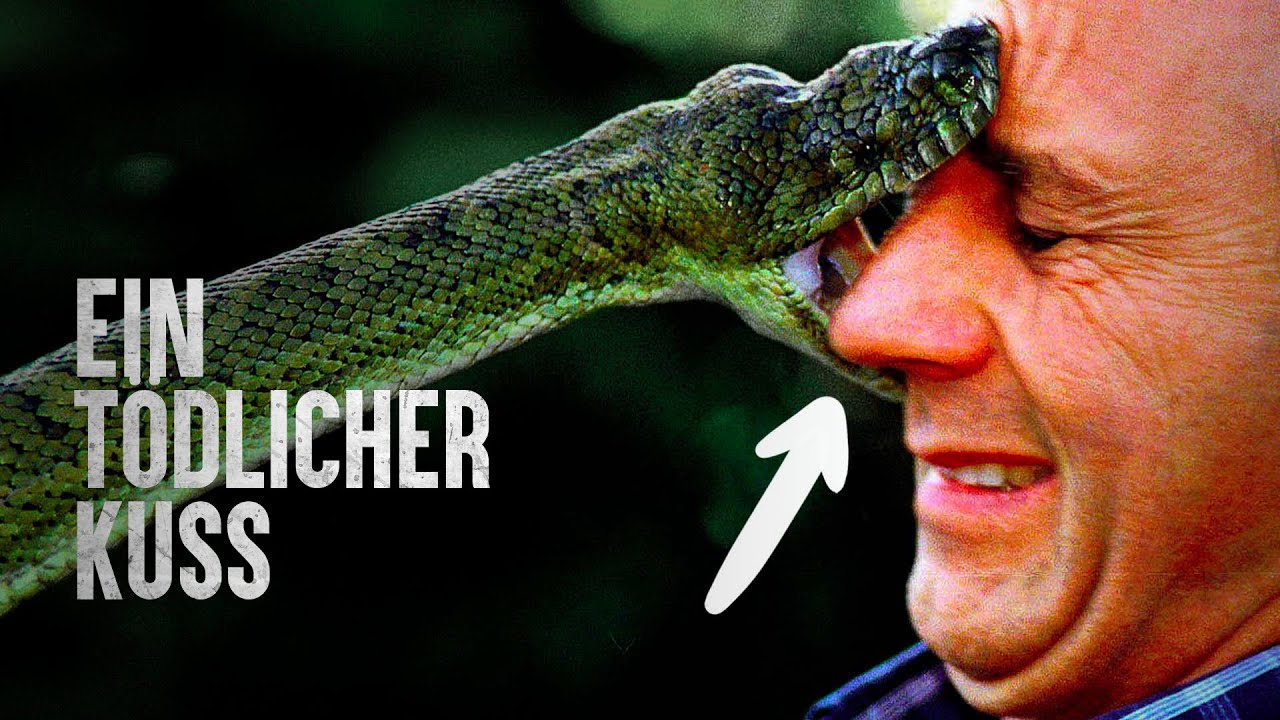 Schlangenangriffe die du lieber nie gesehen hättest