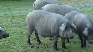 Así Se Crían Los Famosos Cerdos Ibéricos De España