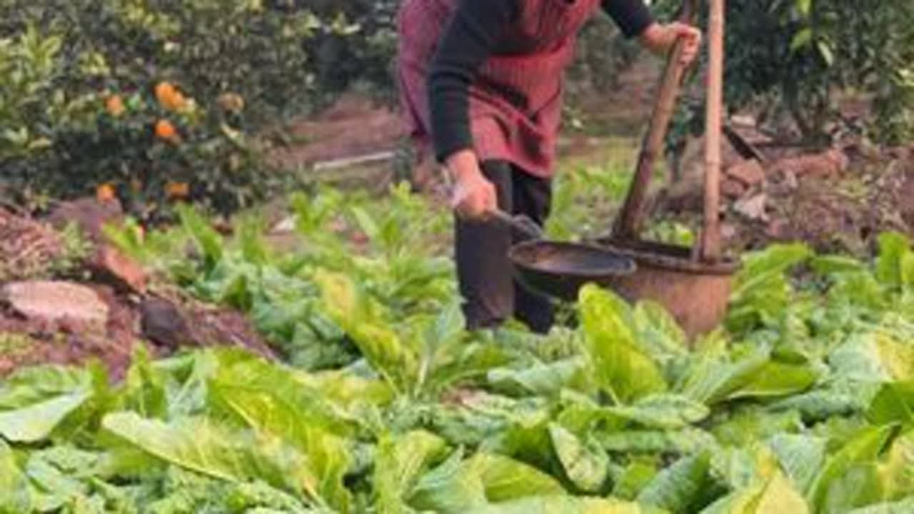 今天和孩子们一起把后边的牛皮菜挑粪来浇起。